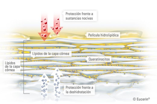 capas dermo